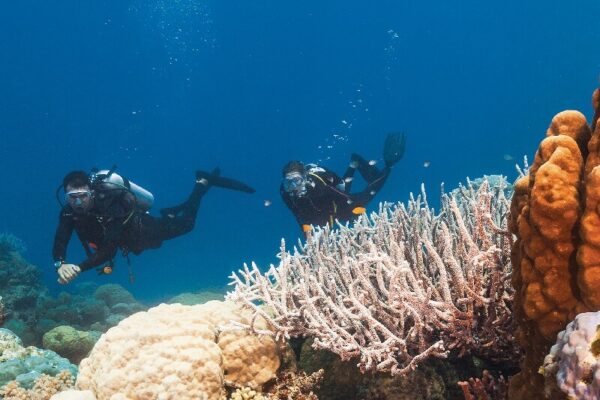 Great Barrier Reef Diving Tour