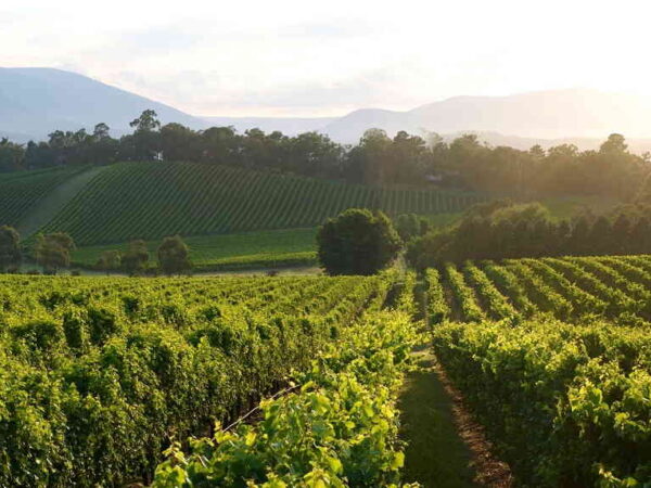 Discover The Yarra Valley Wine Tour