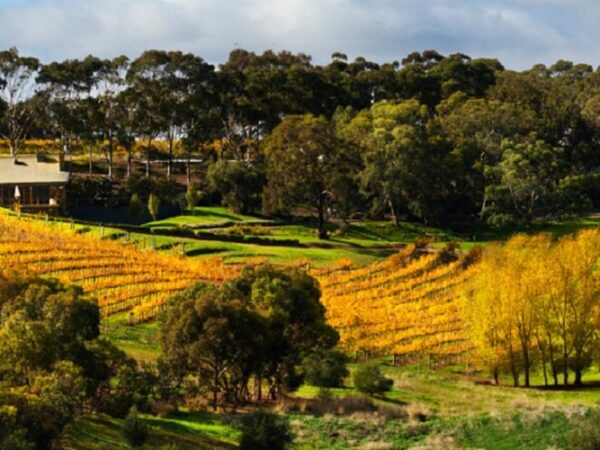 Full Day McLaren Vale Wine Tour with Hanhdorf