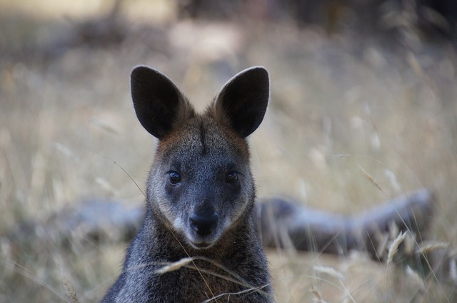 Kangaroo Island Wallaby