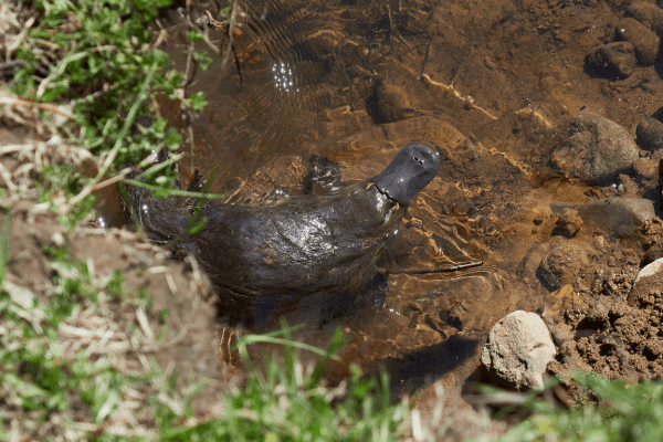 Platypus