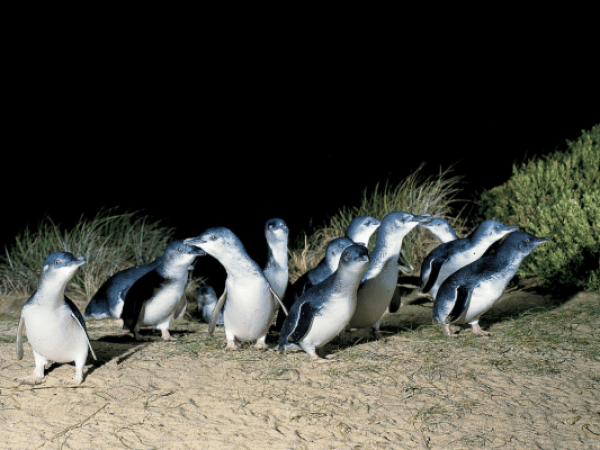 Blue Mountains All Inclusive Tour