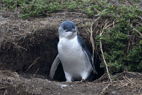 Little Penguin, Phillip Island