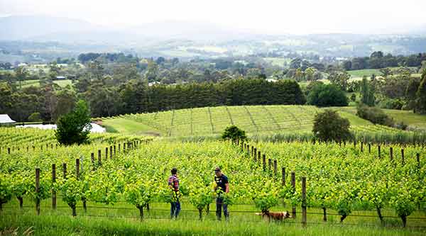 The 12 Apostles, Victoria